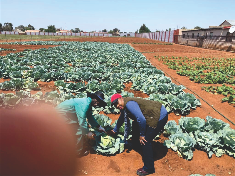 Molobane Lodge Farming Operation