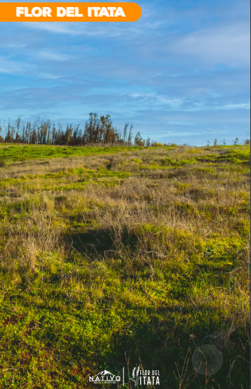 Parcelas Flor de Itata , Soy Nativo