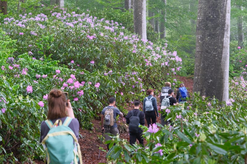 ХАЙКИНГ ПО НАЦИОНАЛЬНОМУ ПАРКУ МТИРАЛА – 4 МАЯ