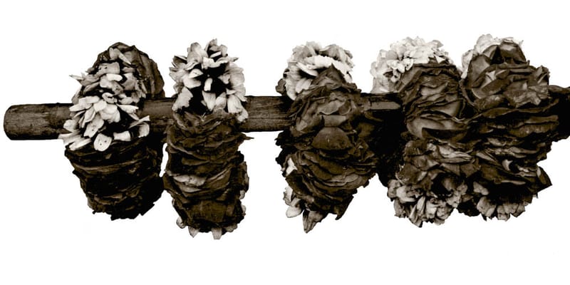 Prof. Dr. Syeda Farida Batool