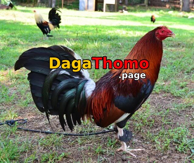 Khám Phá Thế Giới của bóng đá kèo - Một Hành Trình Đầy Màu Sắc