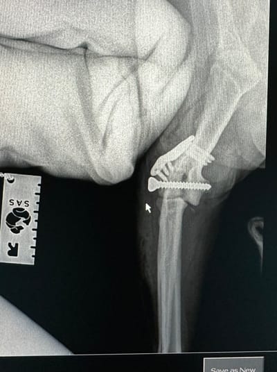 Lateral Condylar Fracture on a Spaniel