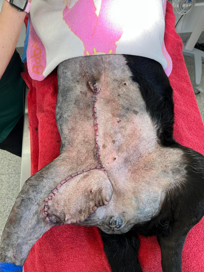 Mast Cell Tumor (MCT) excision from right inner thigh