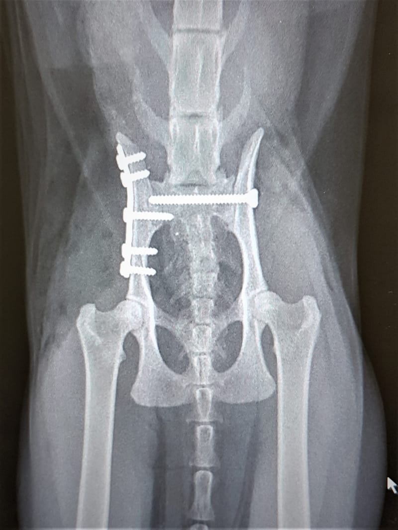 ORTHOPAEDICS