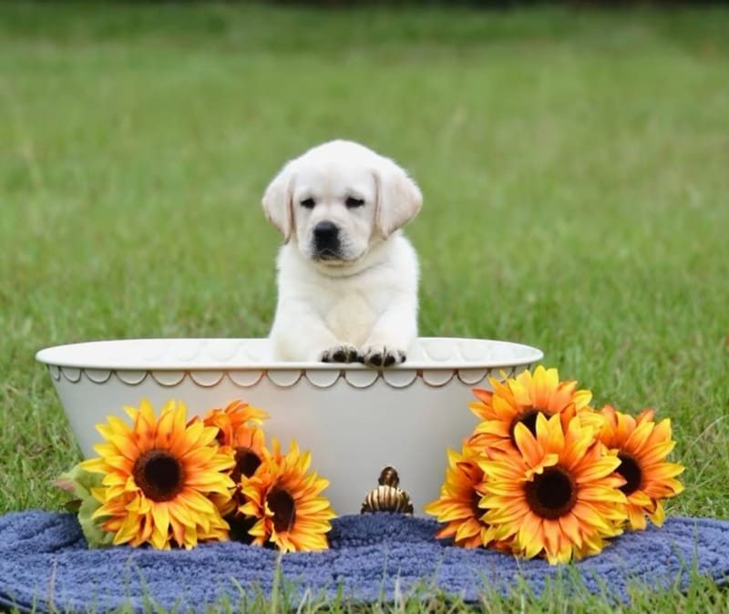 Interested to learn more about our labradors?