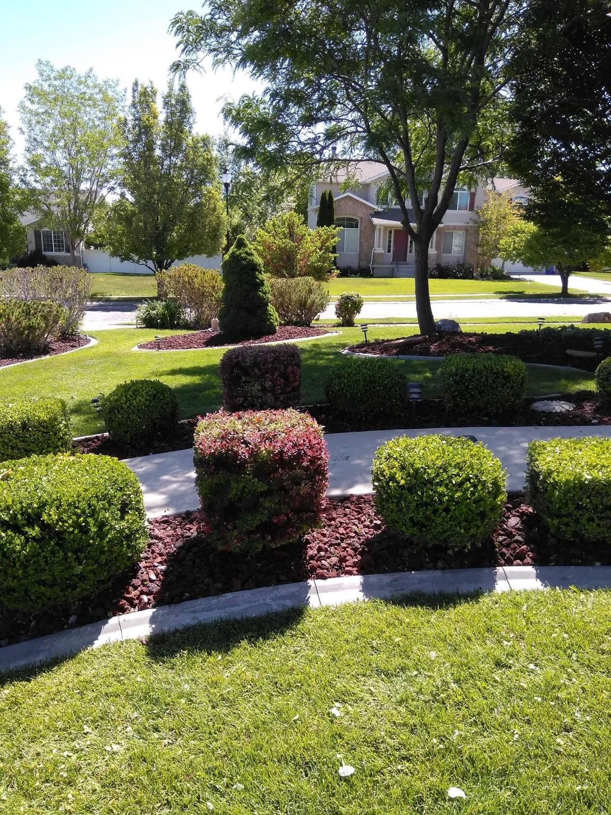 Bushes Trimming