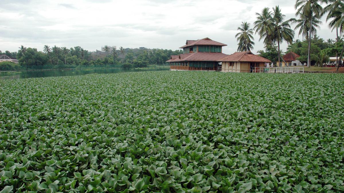 Only united action can stop the hyacinth’s invasion