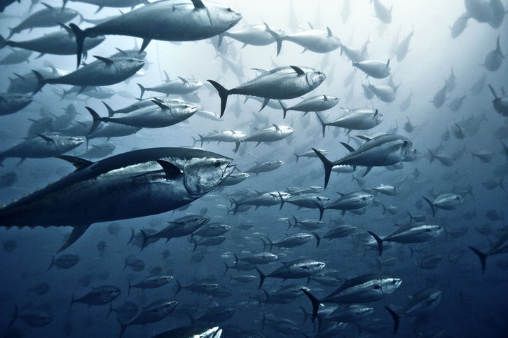 Marine fish production rises to 44.95 lakh tonnes; govt pushes climate-resilient strategies