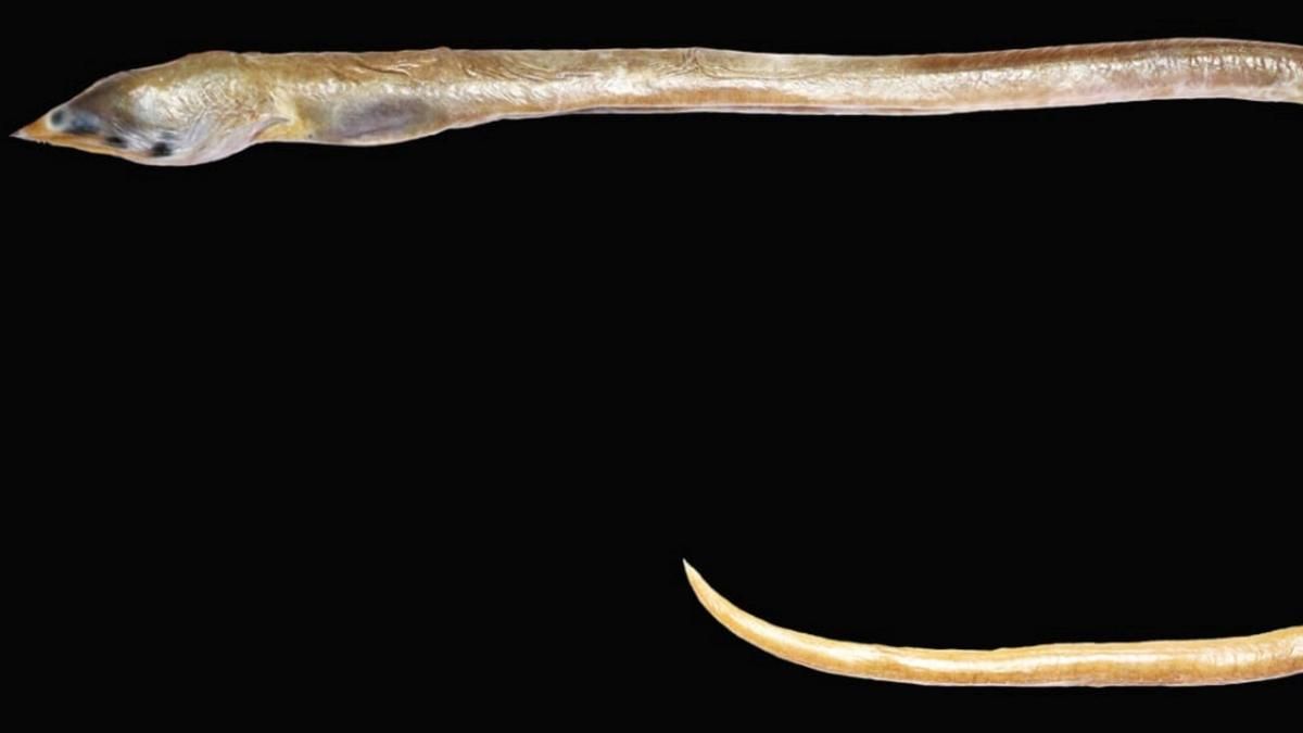 New Species Discovery – Apterichtus kanniyakumari