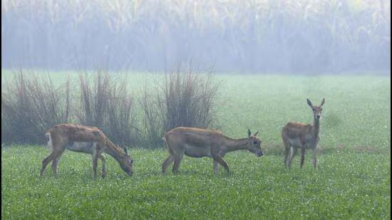 UP’s Forest & Green Cover Growth (ISFR-2023)