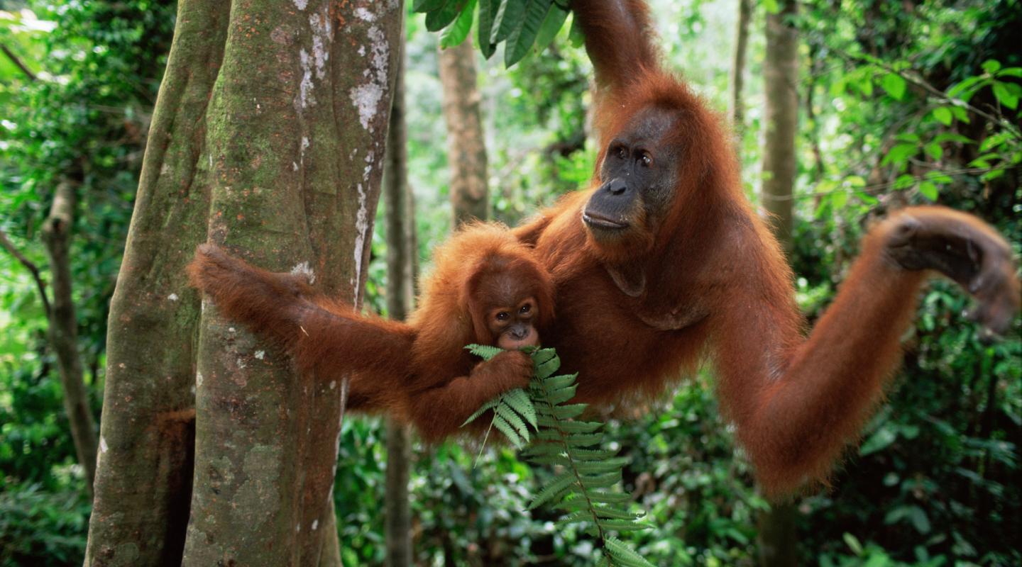 10 of the World’s Most Endangered Animals