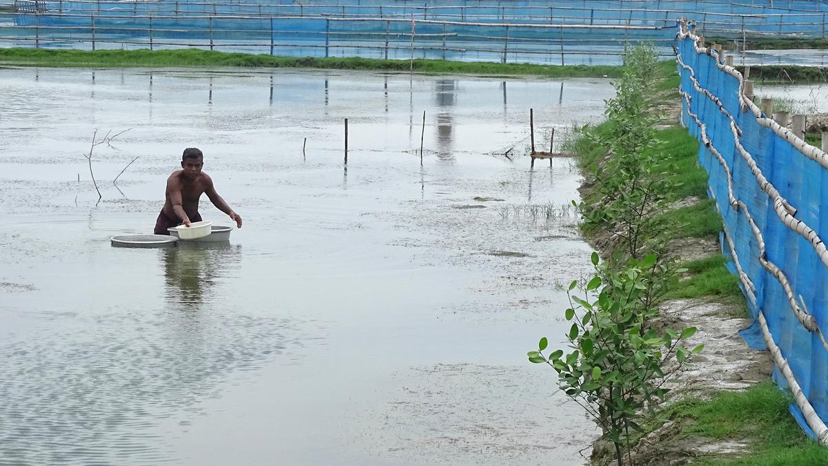 Sundarbans aquaculture model wins FAO global recognition
