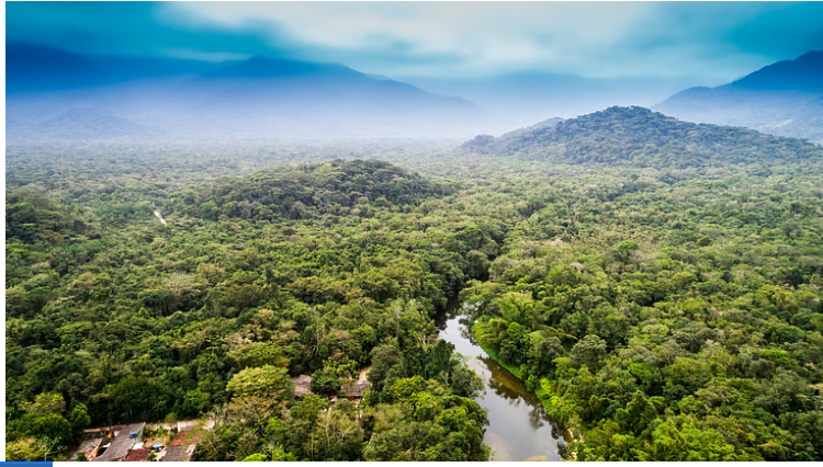 391 million hectares of world’s tropical forest at high risk of loss: UN report
