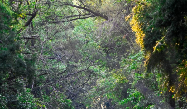 India Rises to 9th Position Globally in Total Forest Area: FAO Report