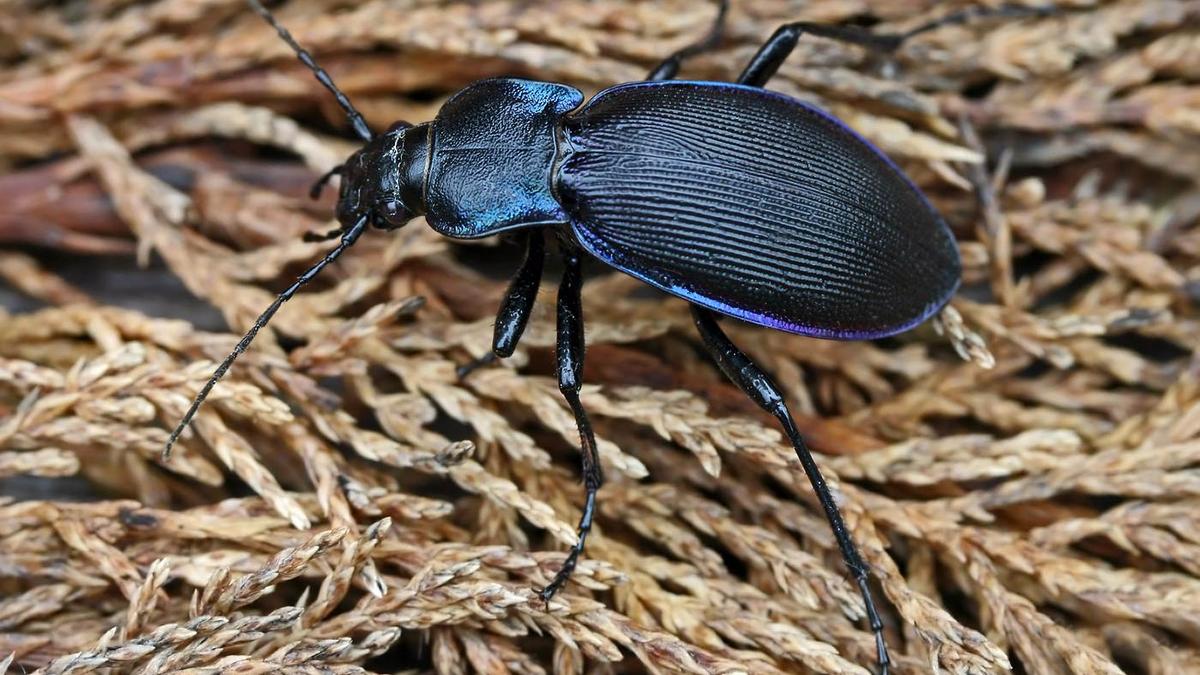 Scientists Use Carabid Beetles to Monitor Microplastic Pollution in Terrestrial Ecosystems