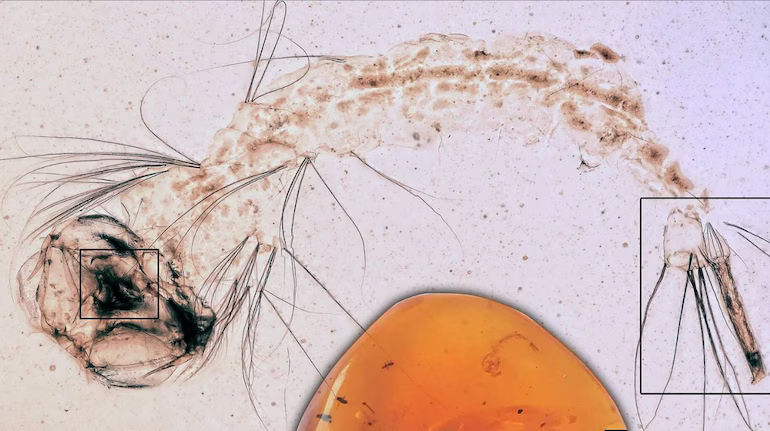 World’s Oldest Mosquito Larva Found Trapped in 99-Million-Year-Old Amber Reveals Secrets of Dinosaur-Era Life