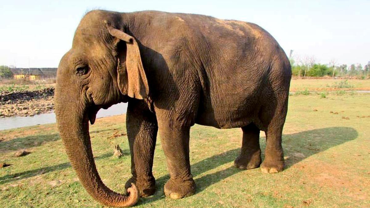 Asia’s oldest elephant ‘Vatsala’ dies at Panna Tiger Reserve, Madhya Pradesh