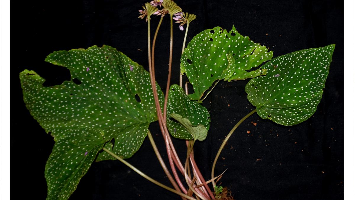 Botanists from Davangere discover three new plant species; another reported for the first time in Karnataka
