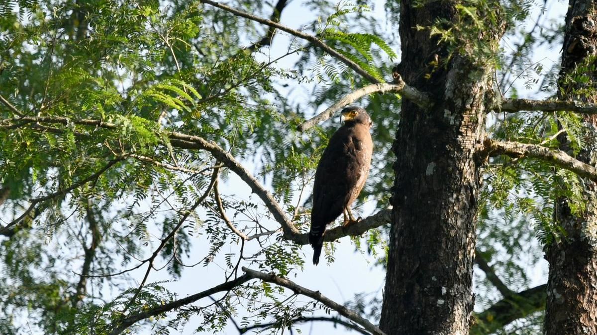 146 species recorded in Kaziranga bird survey