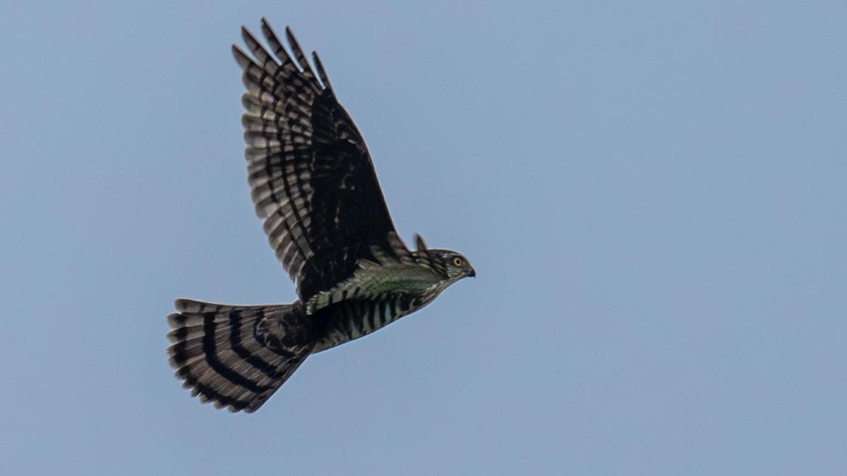 First Documented Sighting of Japanese Sparrowhawk in Mainland India