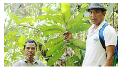 Pharmaceutical Potential of Goniothalamus simonsii (Endangered Medicinal Plant from Meghalaya)