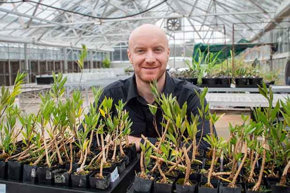 New High-Scopolamine Duboisia Varieties Developed at the University of Queensland