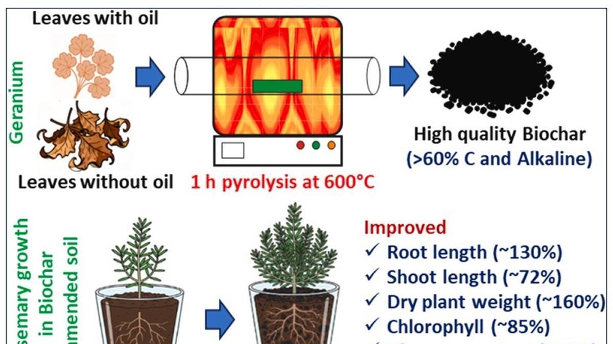 University of Hyderabad Converts Geranium Waste into Low-Cost Biochar