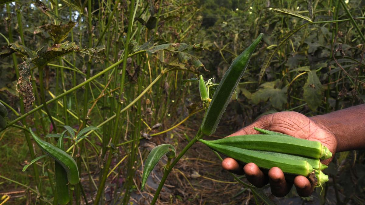 Gujarat tops in okra production