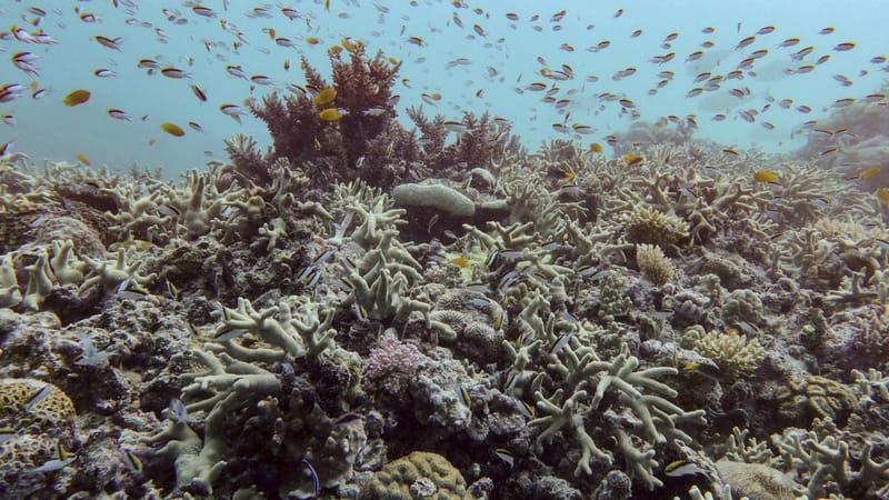 Great Barrier Reef records largest annual coral loss in 39 years