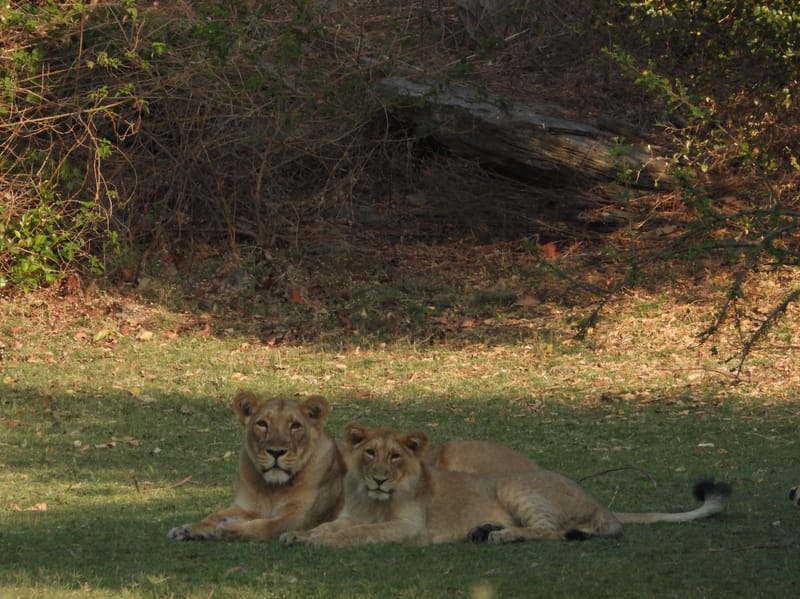 World Lion Day 2025 to be celebrated tomorrow in Gujarat