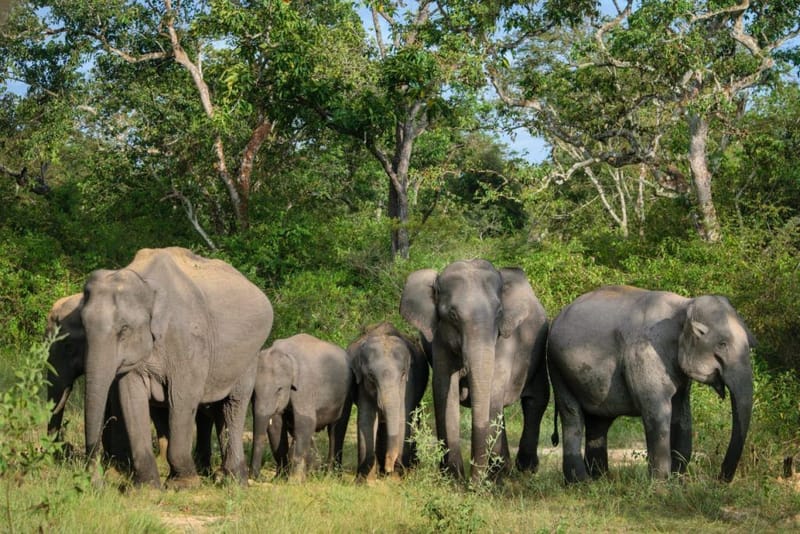 World Elephant Day 2025 to be celebrated in Coimbatore on August 12
