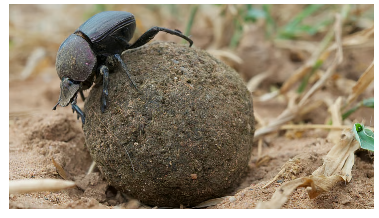 Climate-fuelled El Nino events are devastating butterflies, beetles and other tropical insects