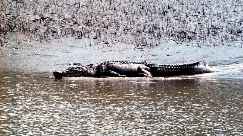 Saltwater crocodiles thriving in Sundarbans; 213 direct sightings in 2025