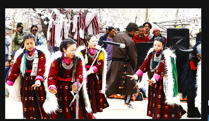Ladakh's Apricot Blossom Festival