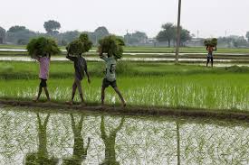 New scheme to study crops using AI: What is CROPIC