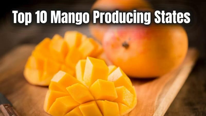 Agriculture and Horticulture – Mango Production in India
