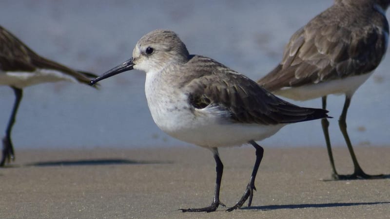 Dunlin, a Near Threatened species, spotted during Kerala Bird Race