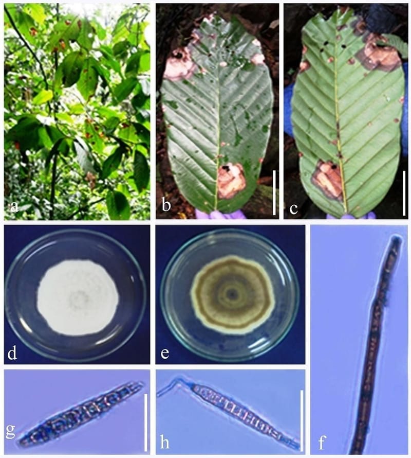 Deadly fungus threatens endangered Western Ghats tree