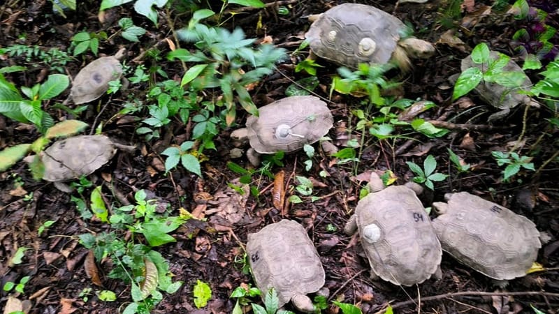 Largest Asian tortoise species reintroduced into Nagaland community reserve