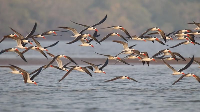 Asian Waterbird Census-2025