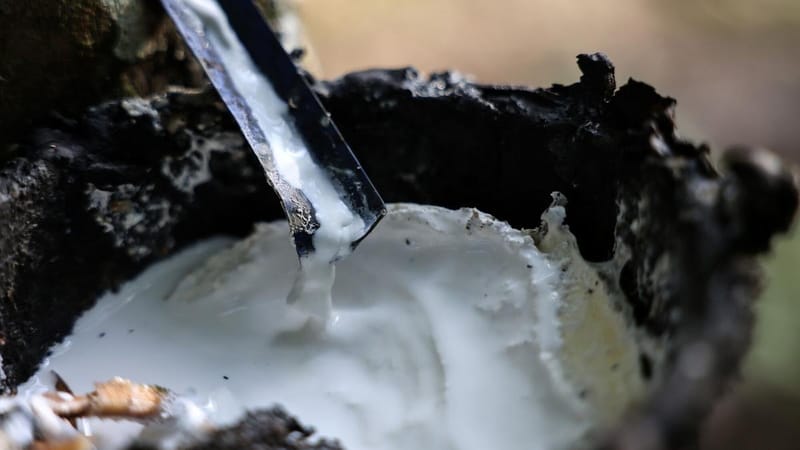 Rubber Research Institute of India launches mobile app for natural rubber, CRISP