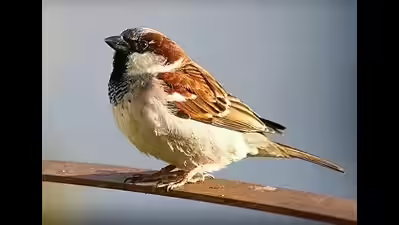 ‘Gauraiya Bihar’ App Launched to Prepare Sparrow Database