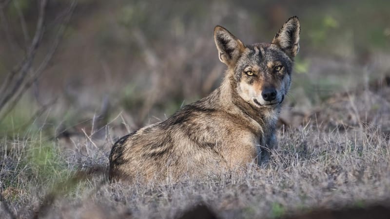 The most ancient Indian wolf is set to be a new species
