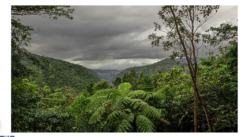 Rainforests in Australia’s tropical north become first to shift regime from carbon sink to source