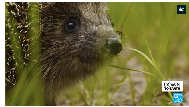 Hedgehogs at Risk of Extinction: Spiky Animals Could Disappear by 2050