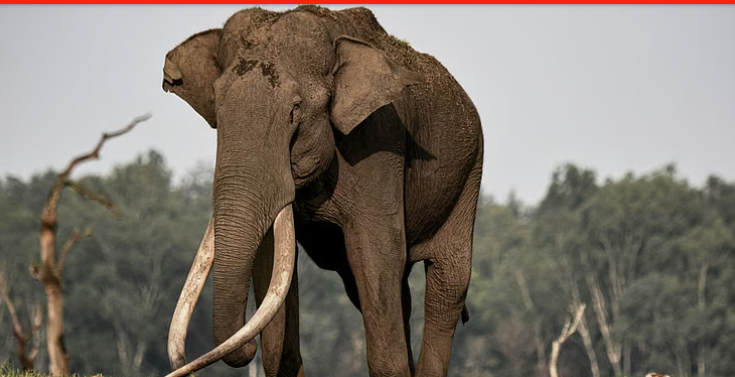 India has 22,446 elephants, as per new census; they need the support of local communities to survive