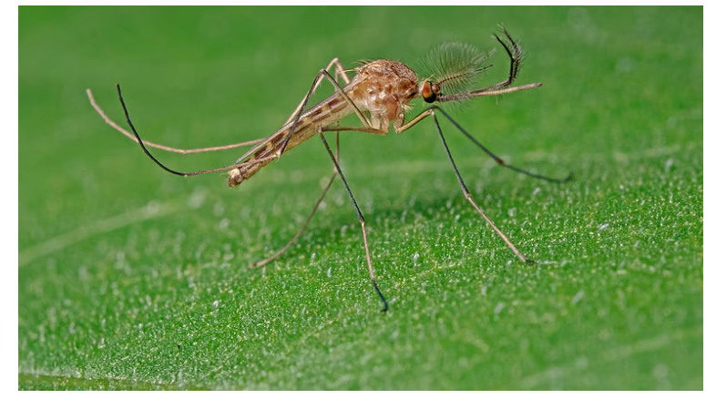 Iceland Sees First Mosquitoes as Culiseta annulata Found in Kjós Valley