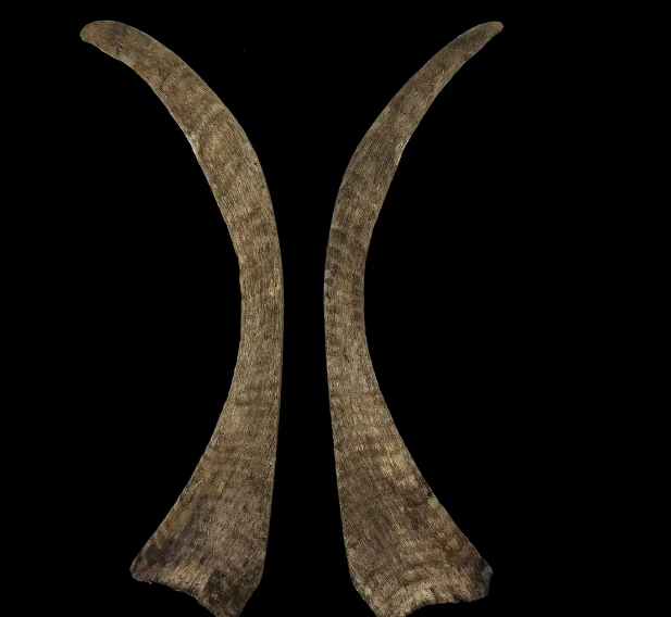 World’s Longest Woolly Rhino Horn Discovered in Melting Siberian Permafrost