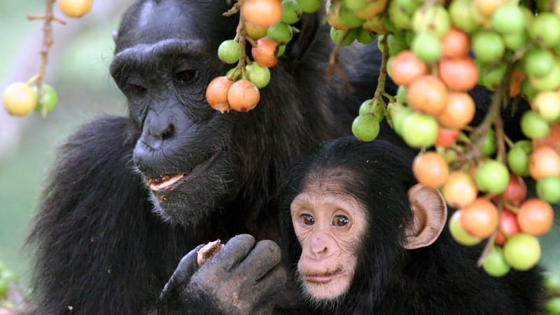 Chimps imbibe two cocktails’ worth of ethanol daily from ripe fruits