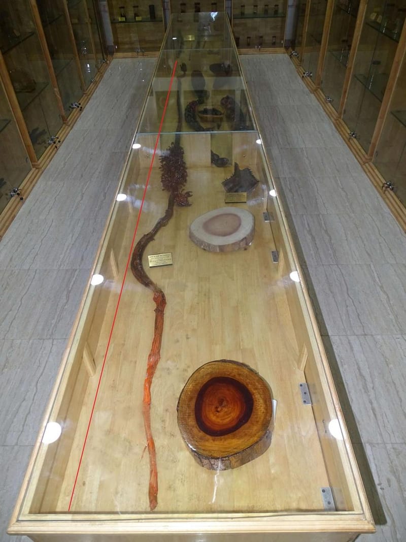 World’s longest banana infructescence discovered in the Andaman & Nicobar Islands